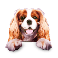 Cane
